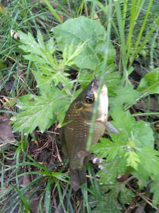 浮漂|野钓小技巧浮漂做一个小改动,惊鱼几率大降