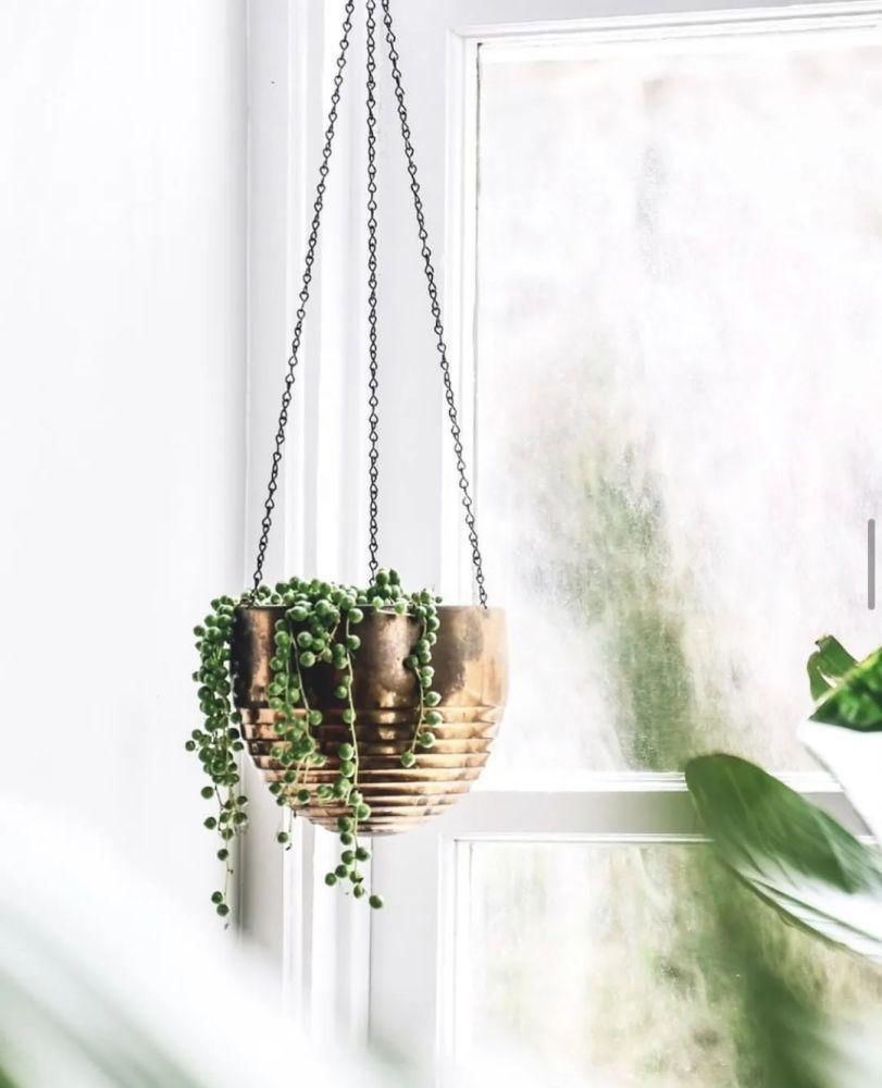 这位“奇葩”大胡子男人，不仅与猫狗同居，还与300株植物同居