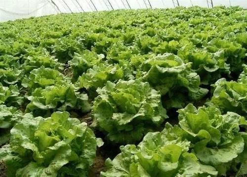 沸水|宁愿不吃,也别碰4种“蔬菜”,寄生虫“成堆”,沸水都杀不死
