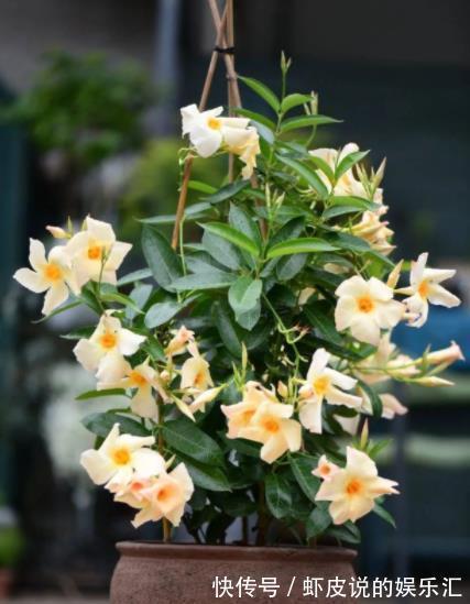 此花耐热又抗寒,养护好多季节有花赏,盆栽地栽都好看