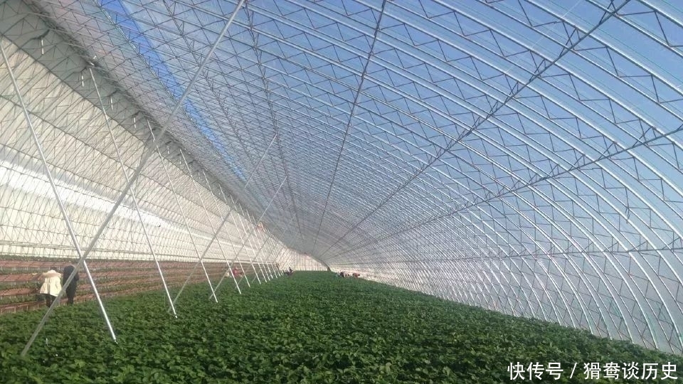 草莓大棚|老满洲旗人家婚配的时候,最看重的是什么?