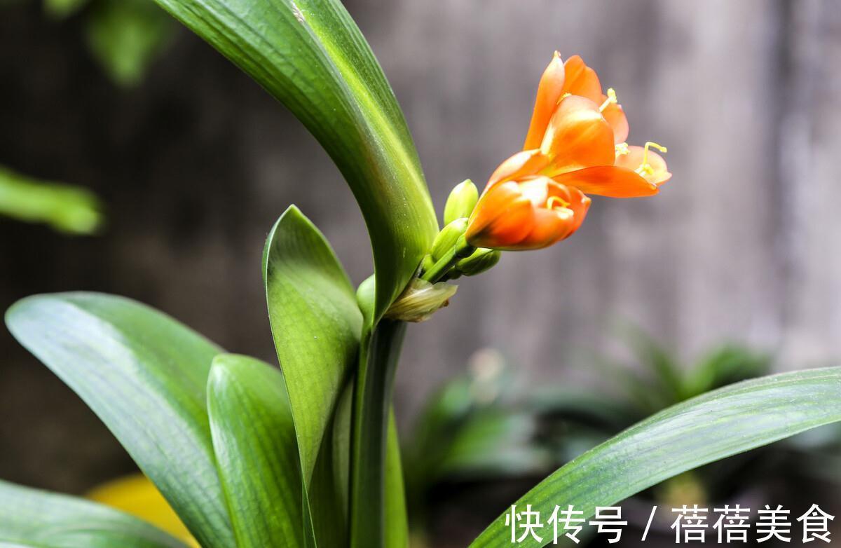 君子兰不开花,做好这5点,花箭呼呼往外窜,冬天就能开花