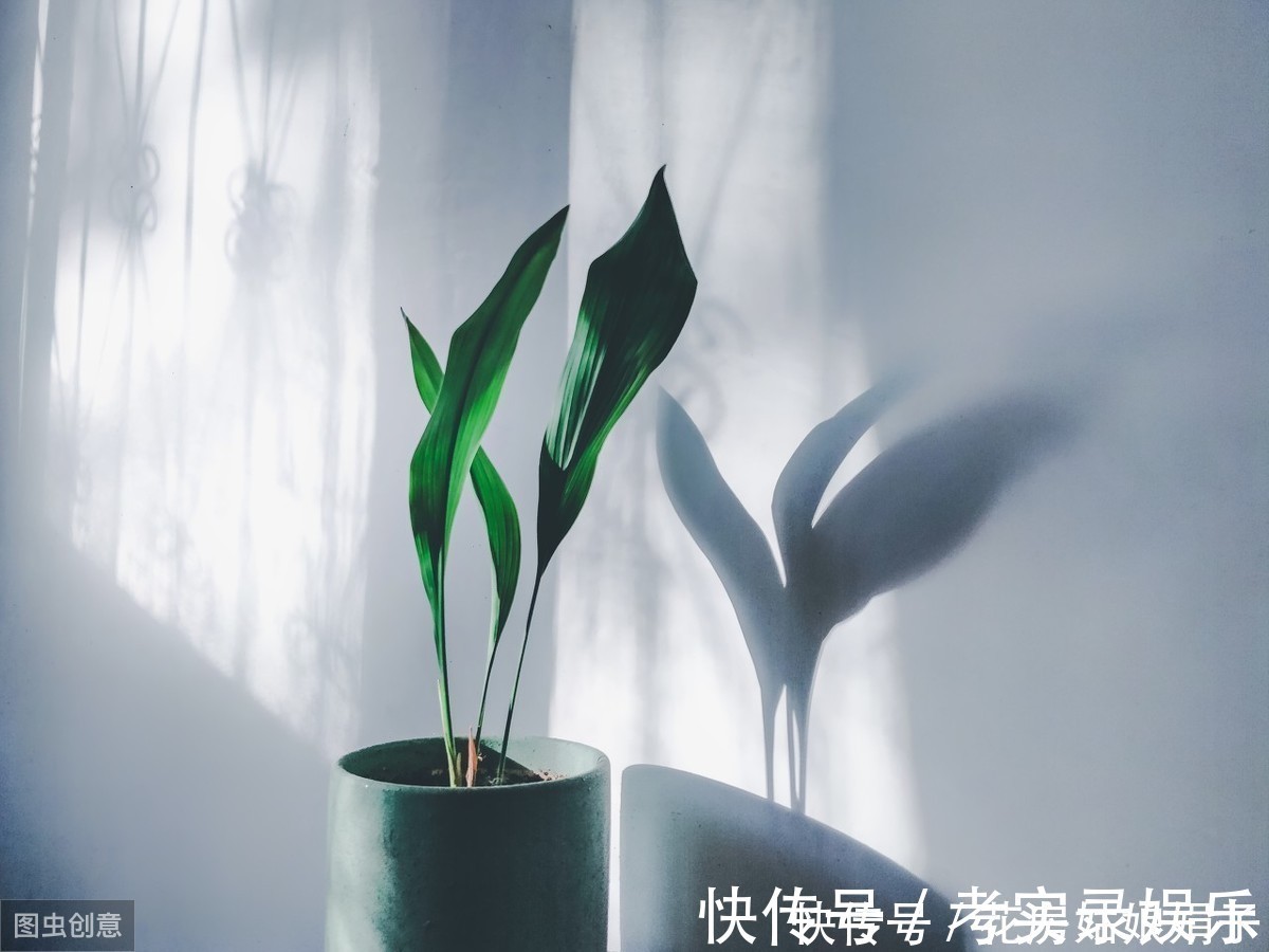 这6种花，30天不浇水也没事，只需要有散射光，就能活的很好