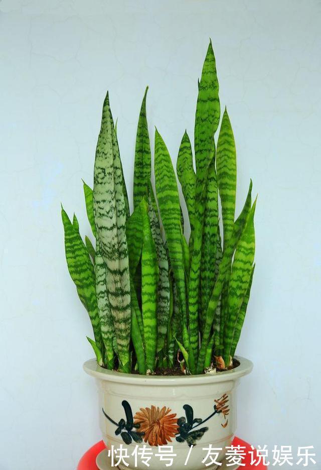 芽肥|虎皮兰“长得慢”扒开土喂点“出芽肥”,新芽就像“竹笋”