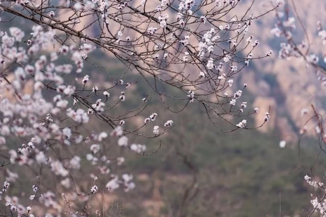 杏花|背靠五莲山！久负赏花盛名，今日一见确实惊叹