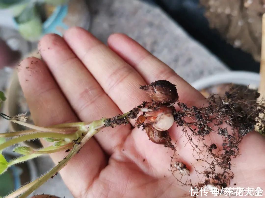 金银花|养到烦人的花，盆都不够用，扔掉还很心疼