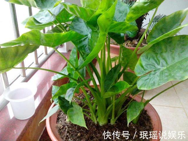 种花|家里“养花”别乱养!这3种花是“大忌”,家里有的快拿开