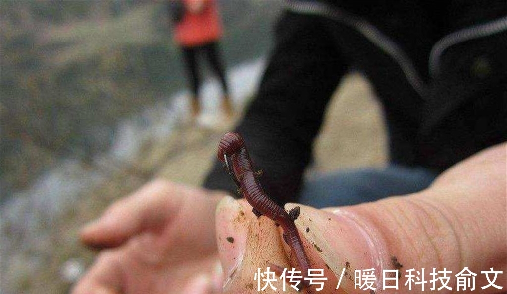 垂钓|都小暑了,还在用蚯蚓钓鱼?试试这2种钓饵,让你轻松钓大鱼
