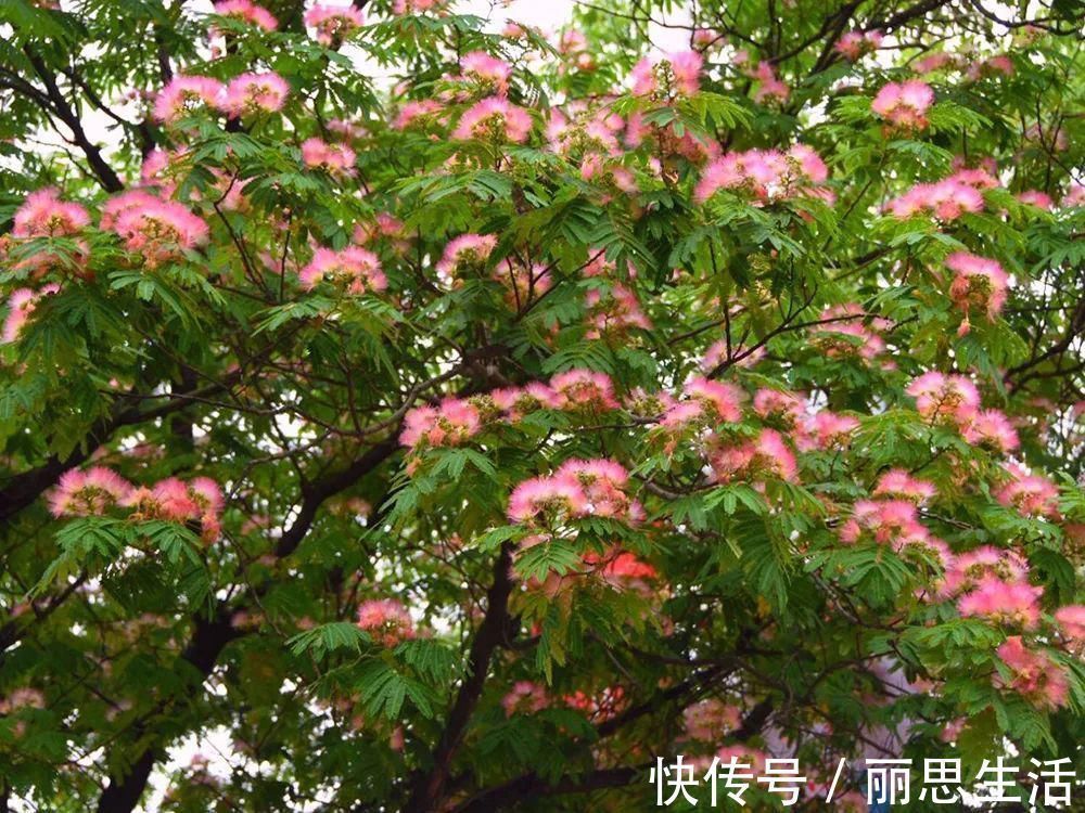 入药#李时珍言“令人欢乐无忧”,开花像扇子,人们常见,却不知其名字