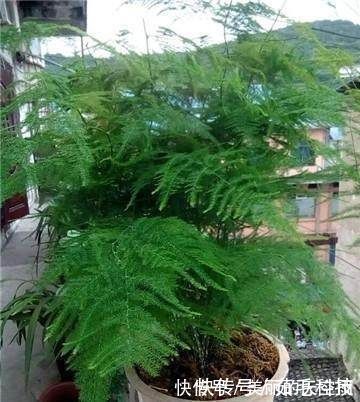 栽植|家里的文竹稀稀拉拉，真难看，用了这1东西，发疯的长，不黄叶