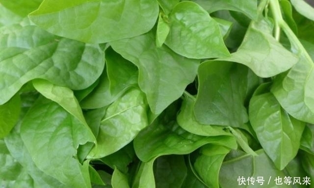 家乡|你的家乡有人参菜吗?它含有''黄体酮'',可以用来做菜