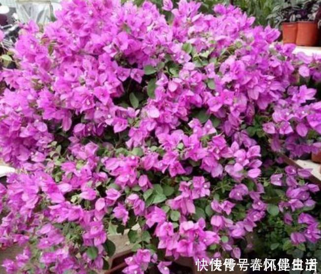 百合花|4种花超漂亮,颜色多,越晒开花越旺,只见花朵不见叶,超漂亮