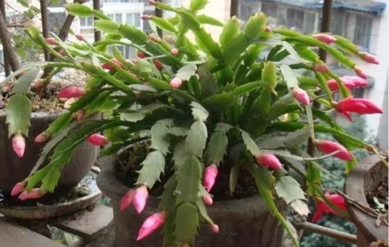 蟹爪兰叶子长出须根教你小窍门,花开爆盆,叶如瀑布