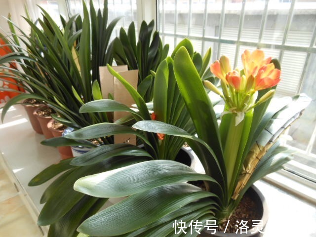 橘子皮|黄豆肥有“臭味”，试着加1种“小东西”，养花好用，肥效充足！