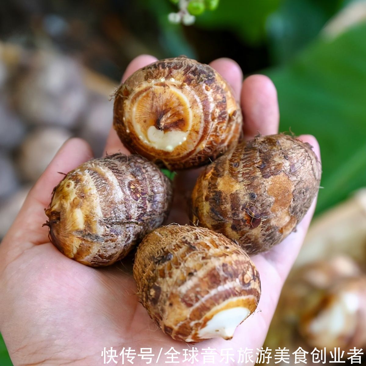  寻觅苏州那些让你垂涎欲滴的美食特产