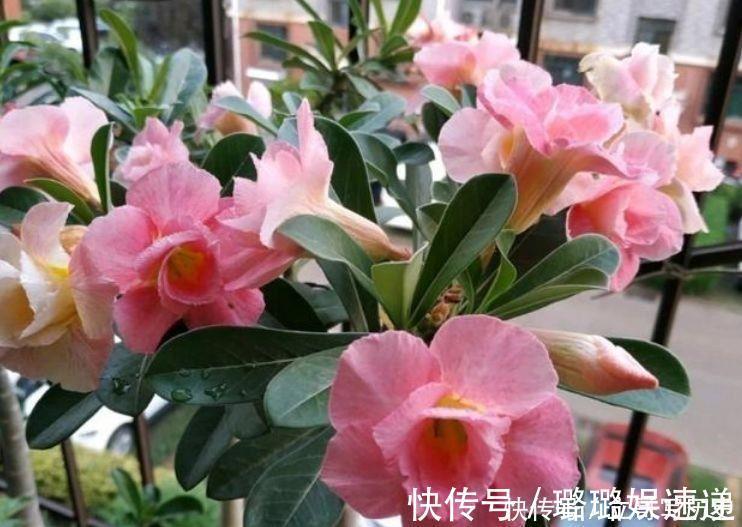 石竹|4种花适合养在电脑旁,防辐射,不担心变丑,对待新手很友好