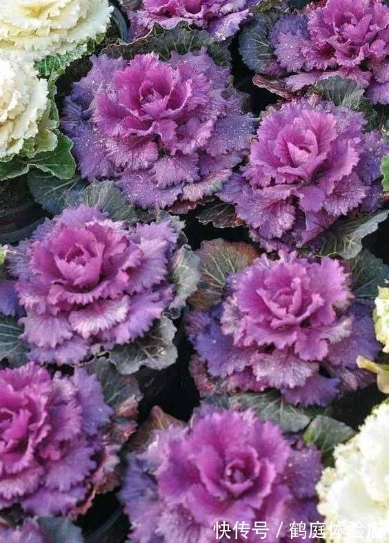 羊奶果|4种花摇身一变超美''老桩'',精致又贵气,价格翻一倍