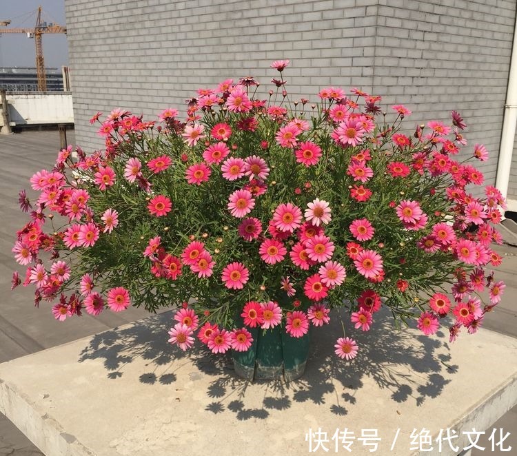 长花梗|珍稀品菊“唐宇托桂”，似金凤展翅，金光灿灿，实属养花首选