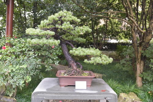 知道了盆景养护的共通处，照顾它们时就不用那么累了，赏玩更欢乐