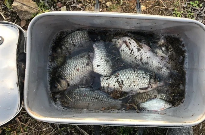 寒冬时，别老是打大窝，这四个字牢记在心，大板鲫钓了一条接一条