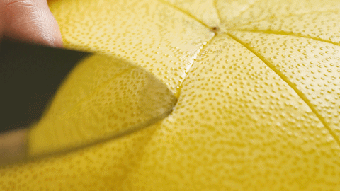 果园子|你随手丢掉的它,我做成了“止咳良方”!一煮就成,节后清肠必备