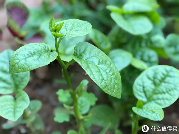 炒木耳菜|它是蔬菜界的“榴莲”，味道怪怪的，一吃就上瘾，清脆滑嫩特好吃