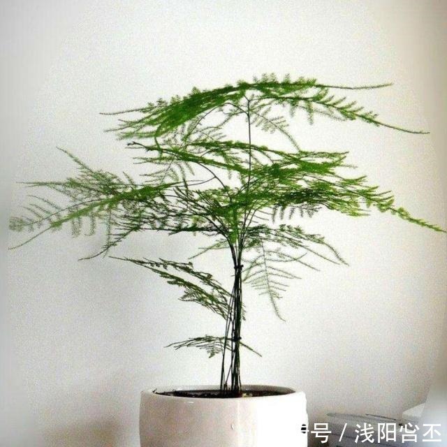 天热了,做好文竹养殖“三部曲”,不黄叶,新芽“窜”不停!