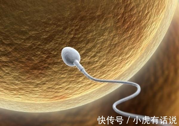 女性|生男生女,其实取决于女性!女人的卵子对男人的精子有选择权!
