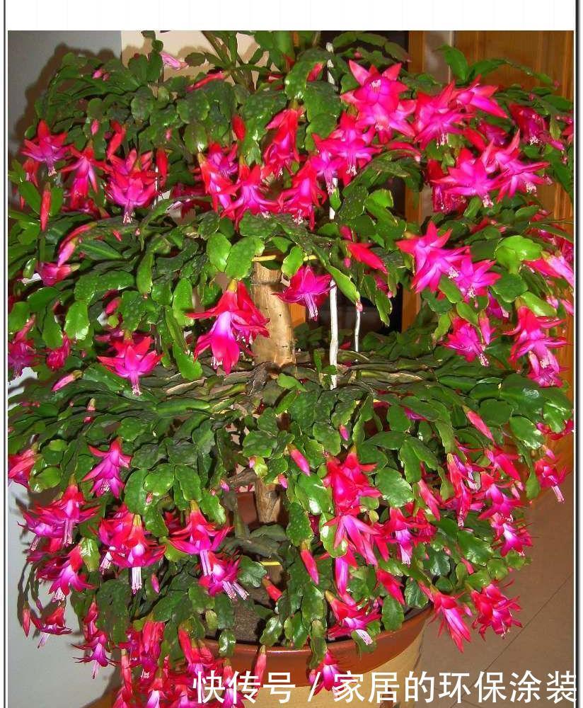 开花|养花修剪小技巧,长寿花蟹爪兰,只需剪一剪,年年开花不断