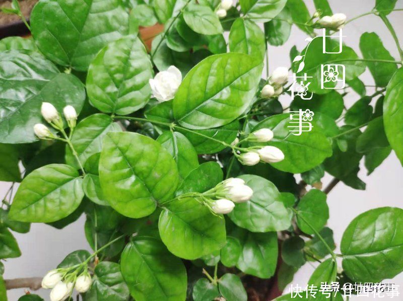 2月养茉莉，给新手泼点“冷水”：2件事做不得，不注意恐收空盆
