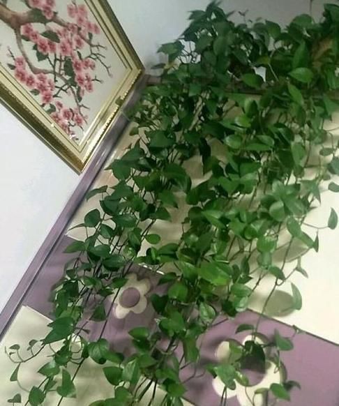 植物|老花农养植物从不买肥料，浇水时加点它，绿萝一个月能窜上天