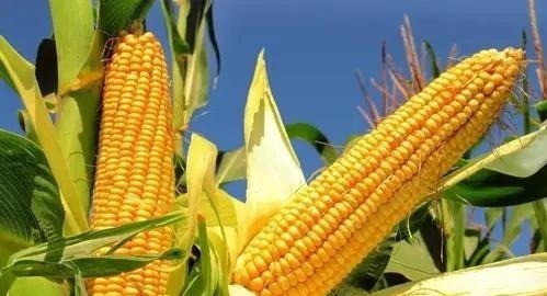 老年人|玉米是高血脂的“发物”?医生:想降脂的人,这2种素食尽量少吃