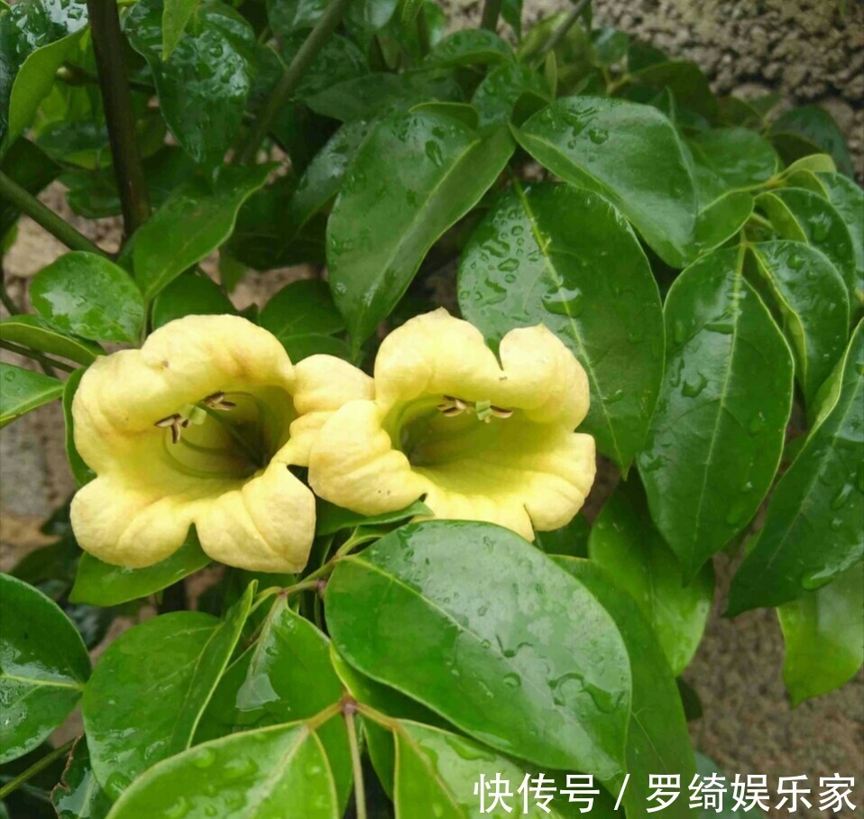 施肥|幸福树深埋好还是浅栽好栽不对的幸福树一点也不幸福