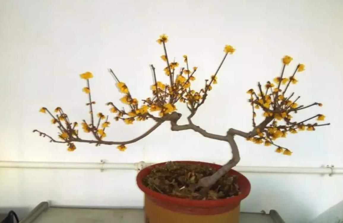 5种花冬天再冷也不怕,年前搬进室内,过年就开花,喜庆又漂亮!