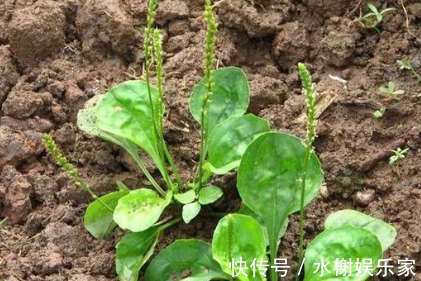 口腔疾病|一味车前草,养生大功效,用车前草泡水喝,4大作用你了解多少