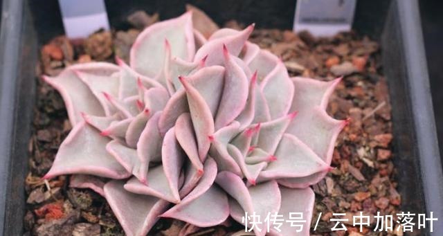 养护|2021年备受欢迎的网红多肉，养护简单容易繁殖，长出状态想咬一口！