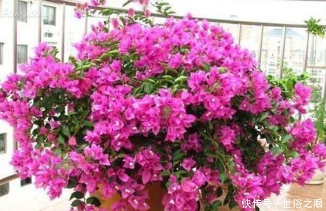 “4种花”好养又漂亮,开花一茬又一茬,花朵烂漫迷人,家中必备