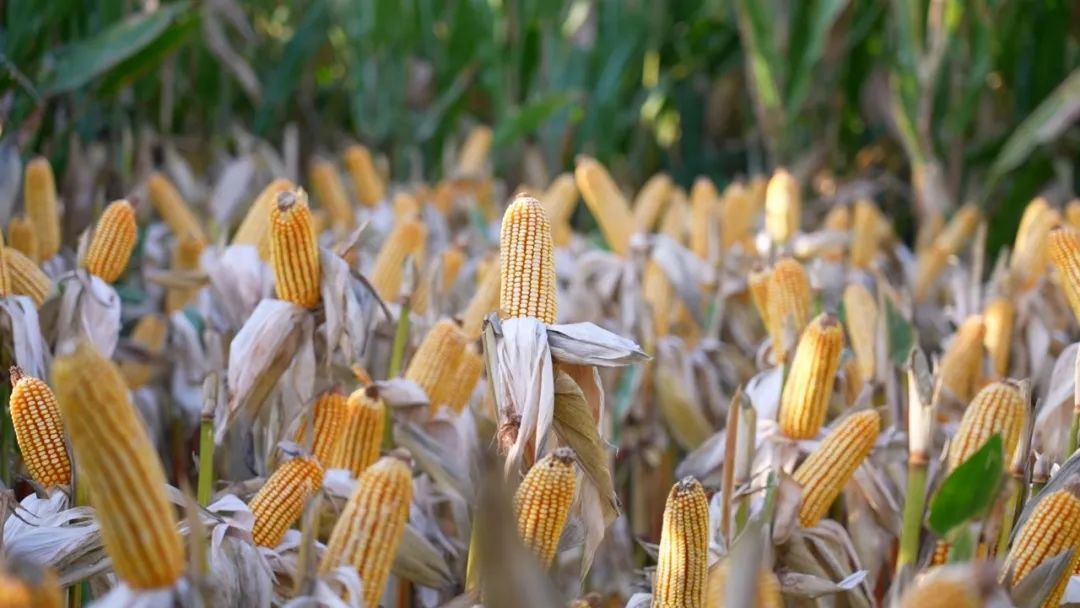 德国雷格乐7周年大田经作中国行玉米丰收玉能量