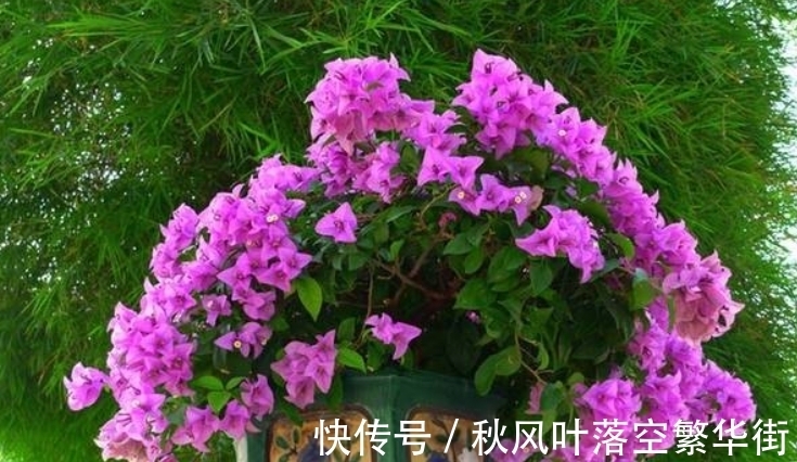 真正会养三角梅的人,都知道这3个“要点”,所以三角梅叶绿花多