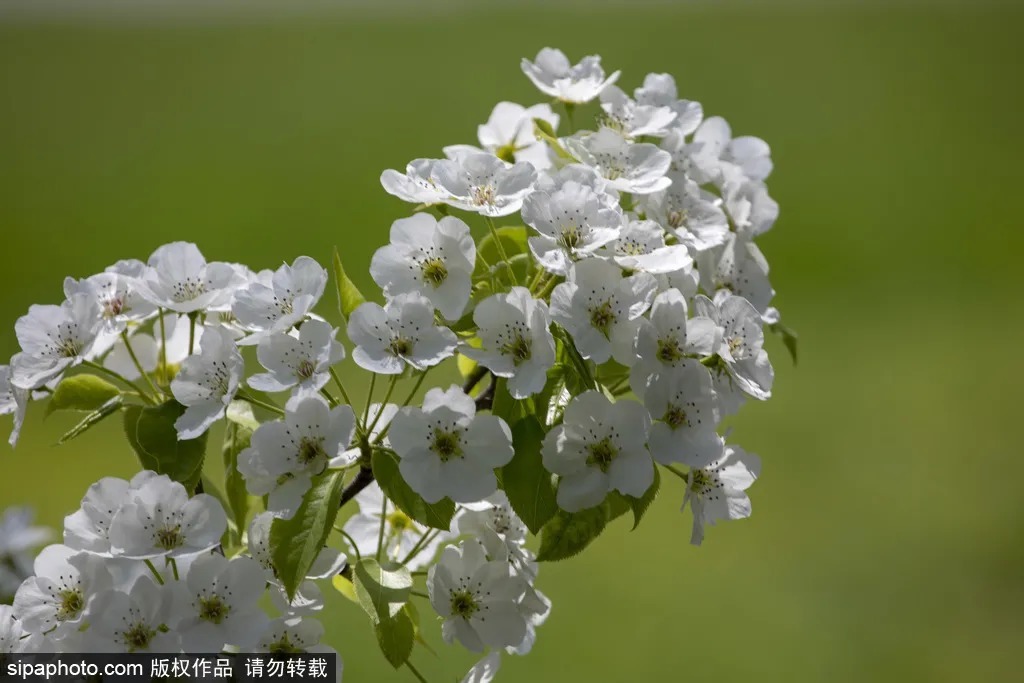 京城赏花！北京这几个地方梨花已开！花期不等人，快快约起来！