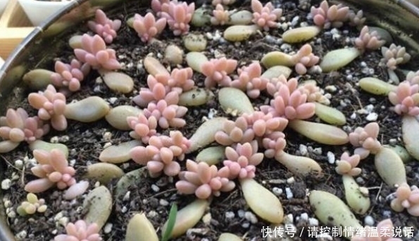 土壤|这4种多肉适合叶插繁殖,插一盆活一盆