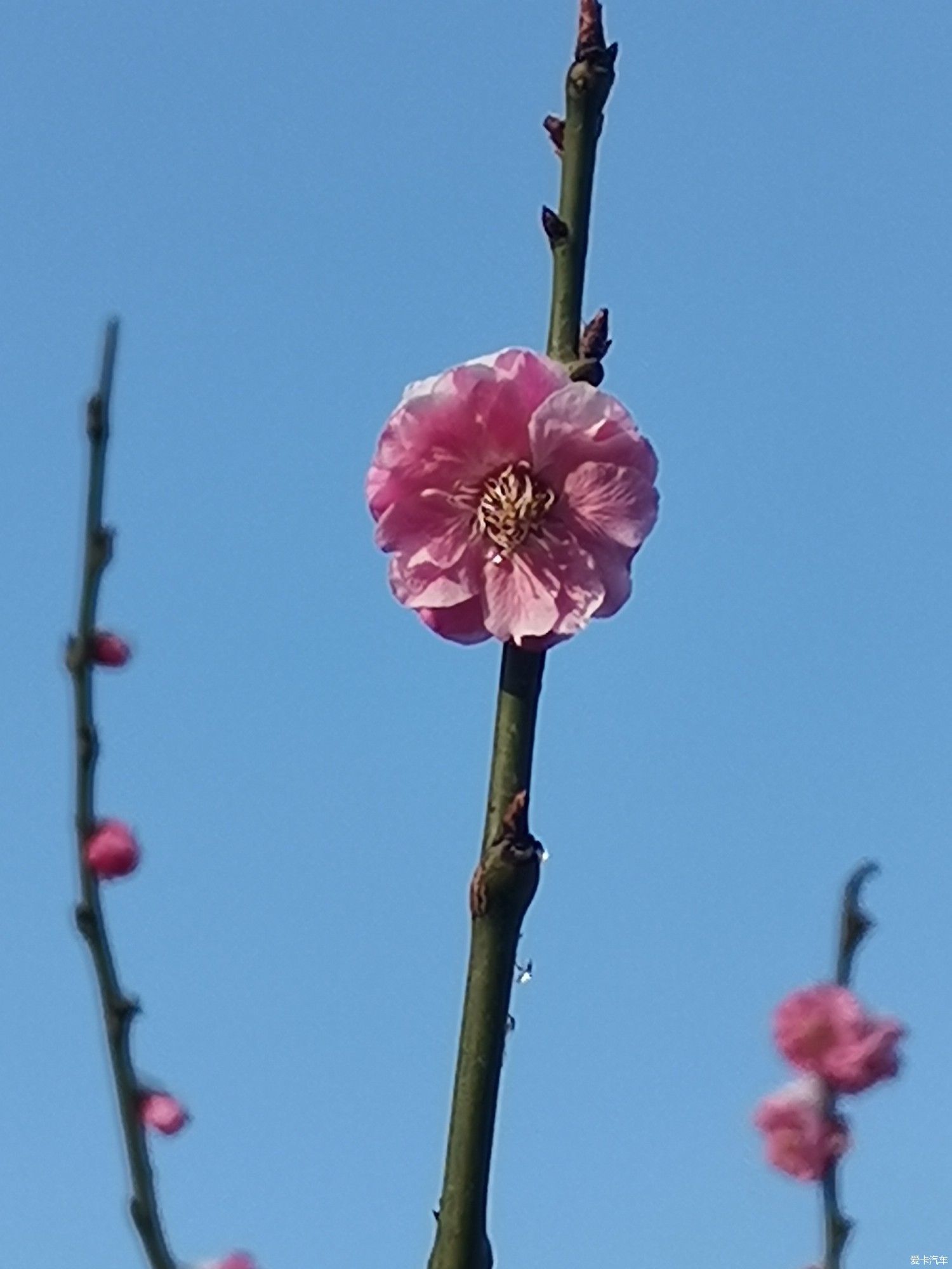 老年|【爱卡踏青季】踏雪寻梅