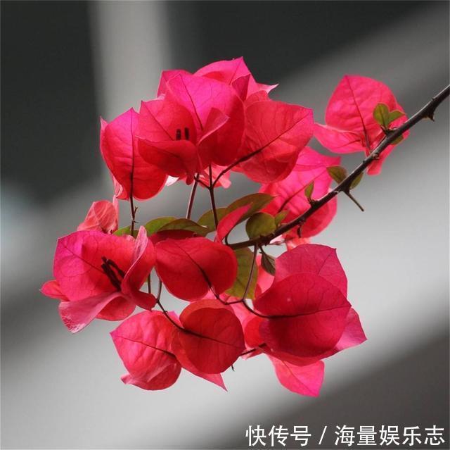 三角梅迟迟不开花,这种浇花水“喷一喷”,红艳艳的花苞长满枝!