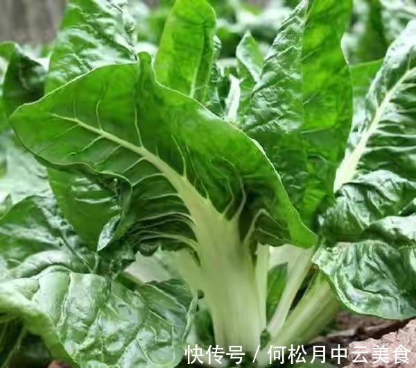江南人|60种常见野菜,高清大图,收集全了真不容易!
