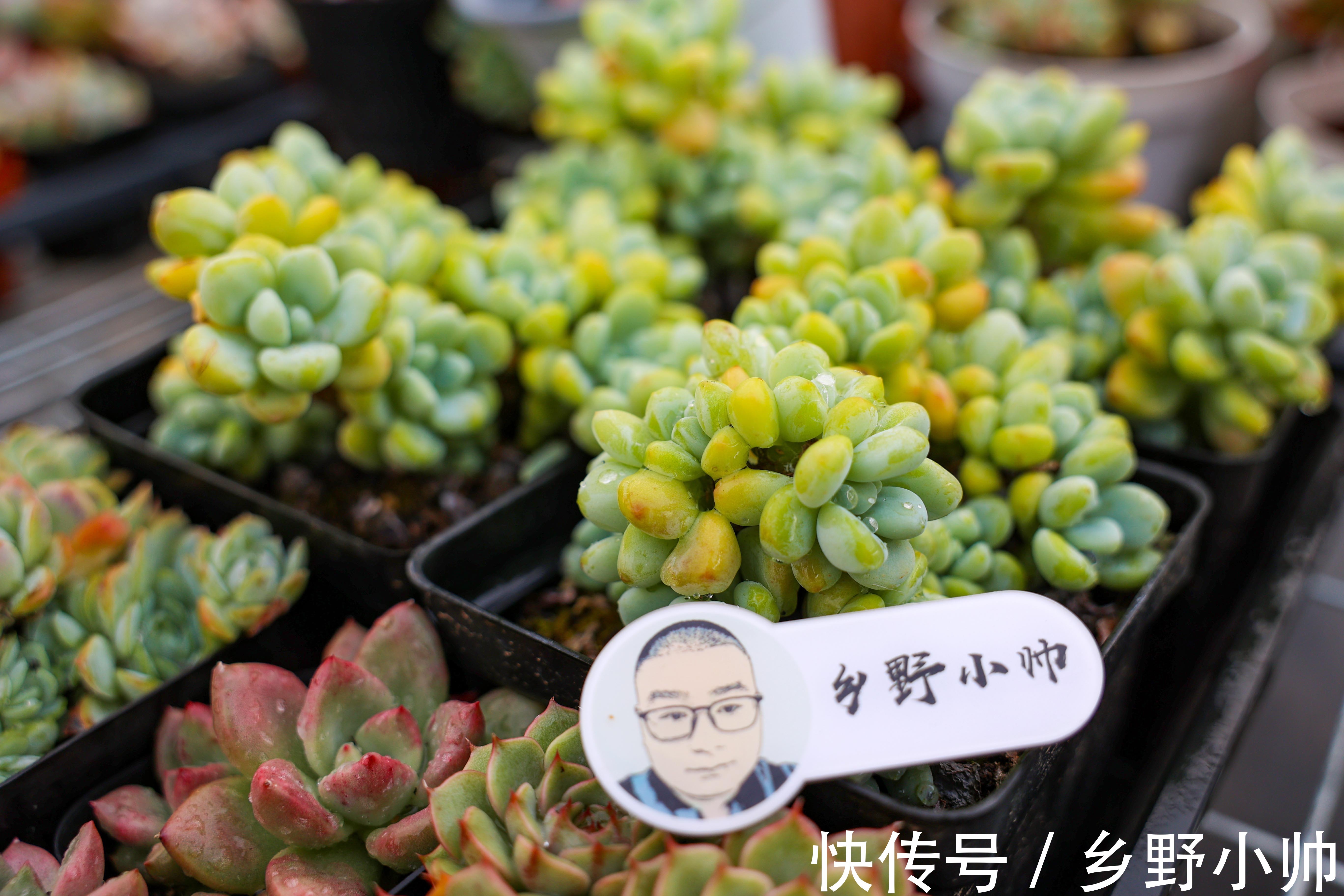 买回来的多肉，我不修根直接上盆行不行？并不是这样