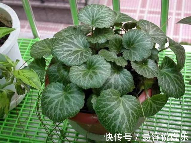 彩叶草彩叶草|7种不容错过的室内耐阴盆栽,没有阳光也能开花