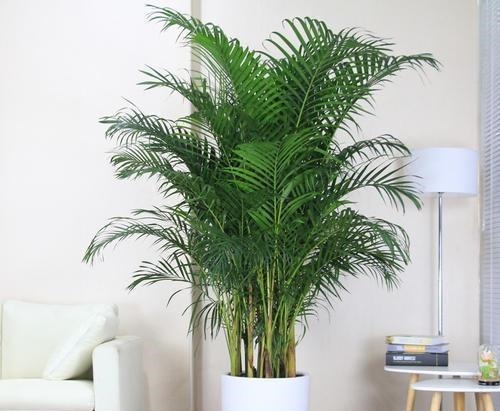 4种花，皮实好养又大气，摆在客厅上档次，有品位的人都养了