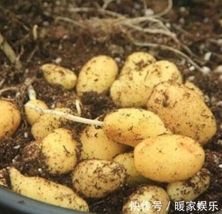 有机肥|厨房吃剩的“2种菜”,随手丢盆里,秋天收获一大盆,太惊喜了