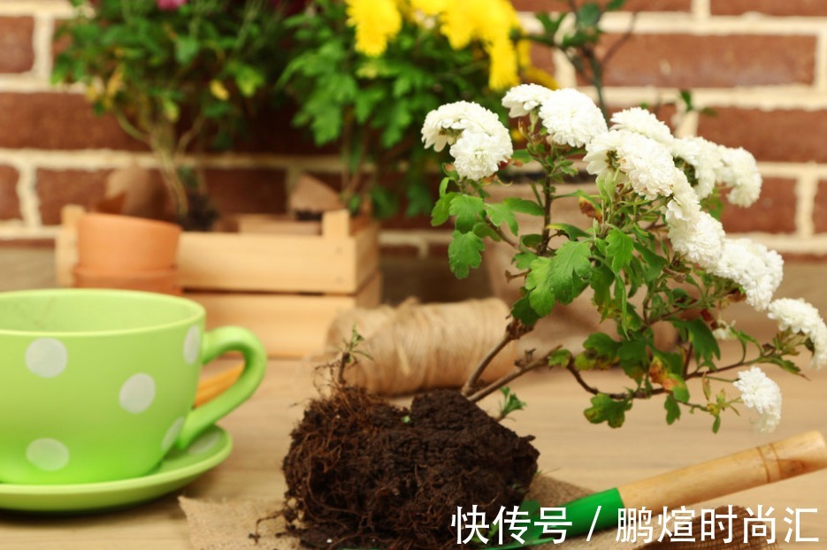 淘米水|这种自制高氮肥,用好了,比淘米水、啤酒水效果好得多