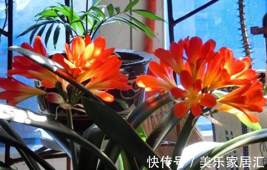 秋冬养君子兰，30天喂一次大补肥，花叶俱美，整个冬天都有花赏